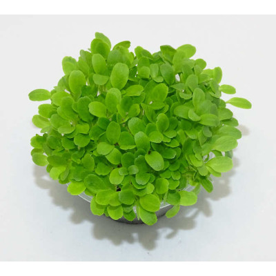 Microgreens de Lechuga Crujiente en Blíster Cortado | Microvegetales Suaves, Frescos y Listos para Consumir