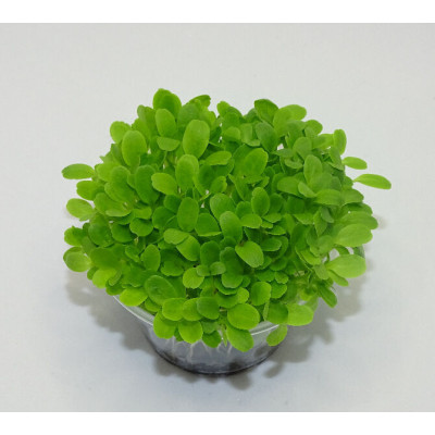 Microgreens de Lechuga Crujiente en Blíster Cortado | Microvegetales Suaves, Frescos y Listos para Consumir