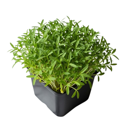 icroplanta Lenteja Rosa – Color Natural & Hierro Biodisponible en Maceta