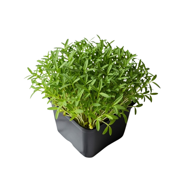 Maceta microplanta Lenteja Rosa – Color Natural & Hierro Biodisponible