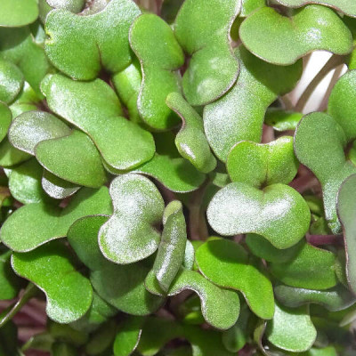 Microgreens de Repollo Morado (Col Lombarda) en Maceta Viva | Microvegetales Frescos y Antioxidantes