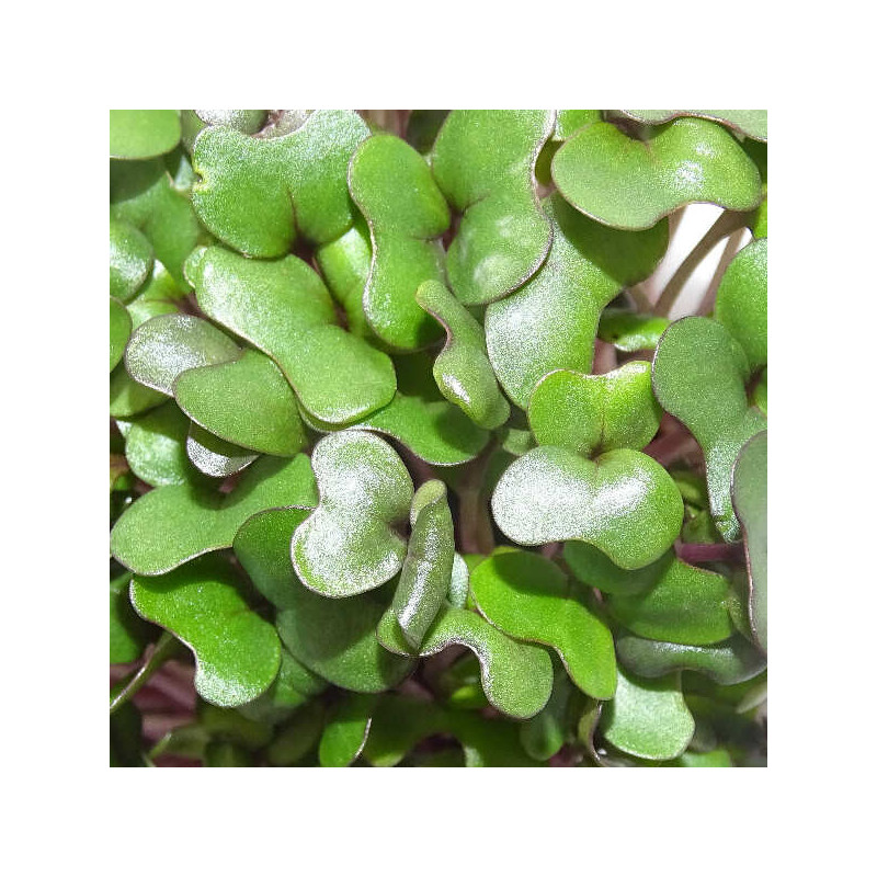 Microgreens de Repollo Morado (Col Lombarda) en Blíster | Microvegetales Frescos, Cortados y Listos para Consumir