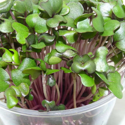 Microgreens de Repollo Morado (Col Lombarda) en Blíster | Microvegetales Frescos, Cortados y Listos para Consumir