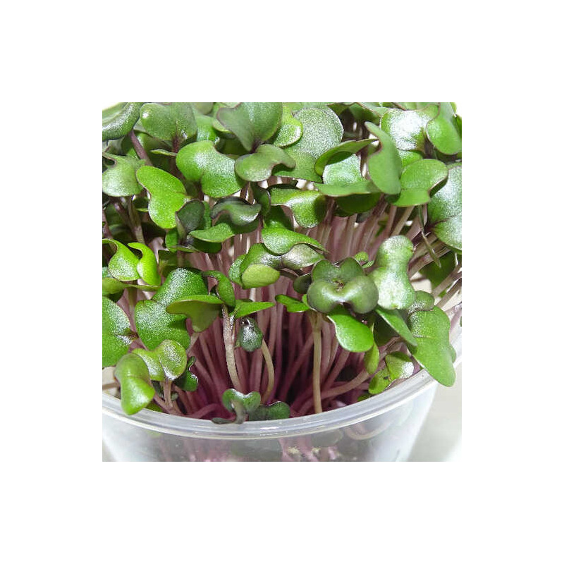 Microgreens de Repollo Morado (Col Lombarda) en Blíster | Microvegetales Frescos, Cortados y Listos para Consumir