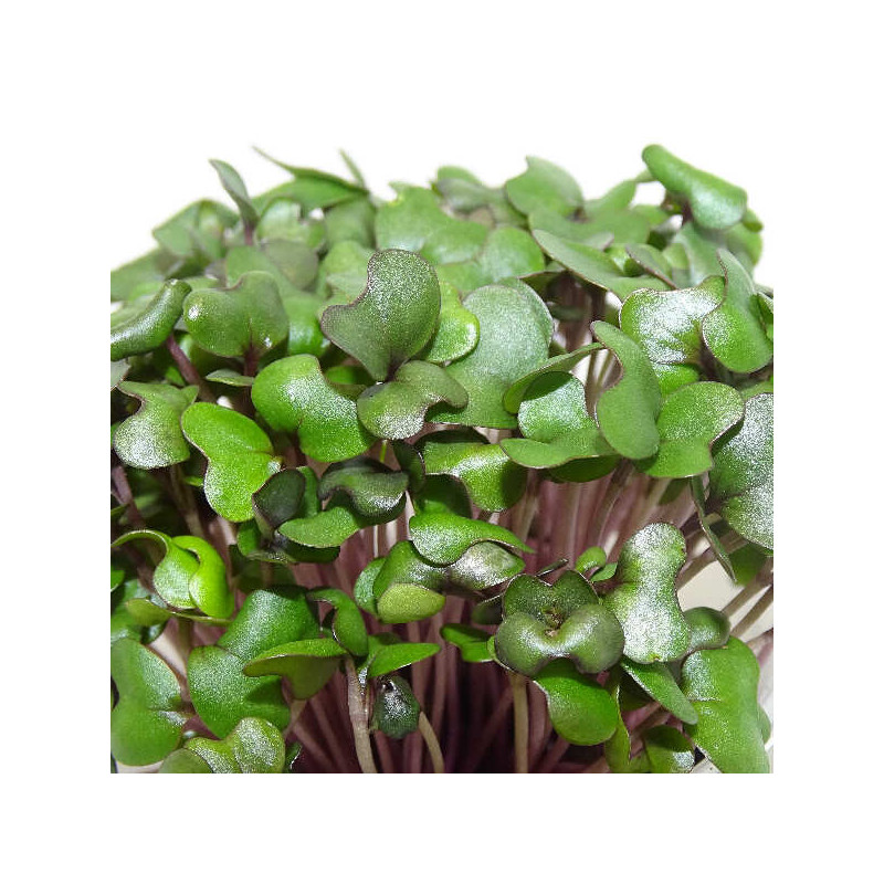 Microgreens de Repollo Morado (Col Lombarda) en Blíster | Microvegetales Frescos, Cortados y Listos para Consumir