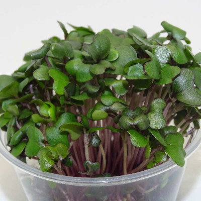 Microgreens de Repollo Morado (Col Lombarda) en Maceta Viva | Microvegetales Frescos y Antioxidantes