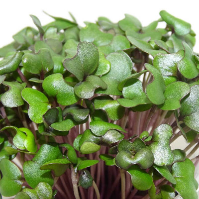 Microgreens de Repollo Morado (Col Lombarda) en Maceta Viva | Microvegetales Frescos y Antioxidantes