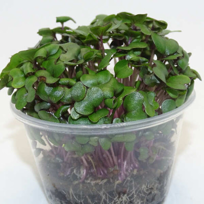 Microgreens de Repollo Morado (Col Lombarda) en Maceta Viva | Microvegetales Frescos y Antioxidantes