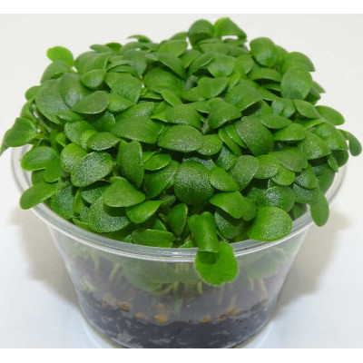 Microgreens de Trébol Blanco en Maceta Viva | Microvegetales Suaves, Frescos y de Corte Directo