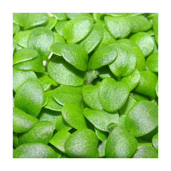 Microgreens de Trébol Blanco en Blíster Cortado | Microvegetales Suaves, Frescos y Listos para Consumir