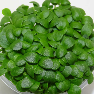 Microgreens de Trébol Blanco en Blíster Cortado | Microvegetales Suaves, Frescos y Listos para Consumir