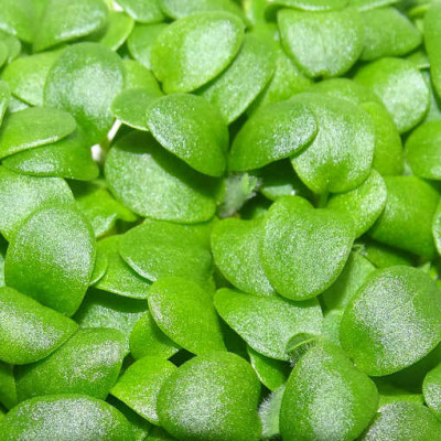 Microgreens de Trébol Blanco en Maceta Viva | Microvegetales Suaves, Frescos y de Corte Directo