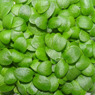 Microgreens de Trébol Blanco en Maceta Viva | Microvegetales Suaves, Frescos y de Corte Directo