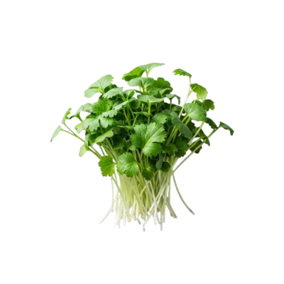 Microplanta Cilantro – Fresca, Suave & Digestiva en Blister