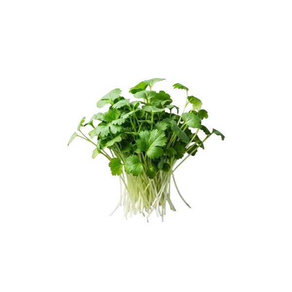 Microplanta Cilantro – Fresca, Suave & Digestiva en Blister