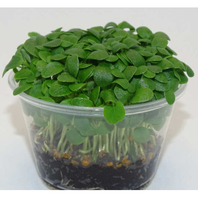 Microgreens de Trébol Blanco en Maceta Viva | Microvegetales Suaves, Frescos y de Corte Directo
