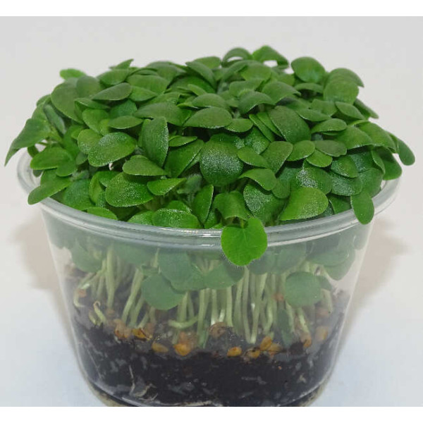 Microgreens de Trébol Blanco en Maceta Viva | Microvegetales Suaves, Frescos y de Corte Directo