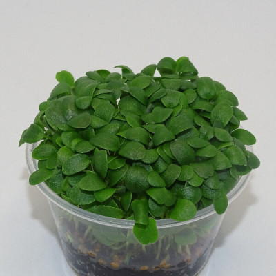 Microgreens de Trébol Blanco en Maceta Viva | Microvegetales Suaves, Frescos y de Corte Directo