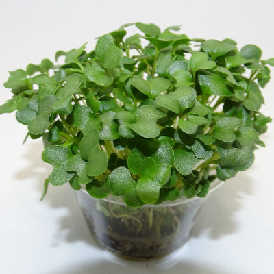 Microgreens de Brócoli Calabrese en Maceta Viva | Microvegetales Frescos y Nutritivos