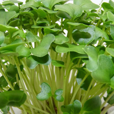 Microgreens de Brócoli Calabrese en Blíster | Microvegetales Frescos, Cortados y Listos para Consumir
