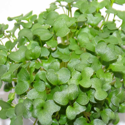 Microgreens de Brócoli Calabrese en Blíster | Microvegetales Frescos, Cortados y Listos para Consumir