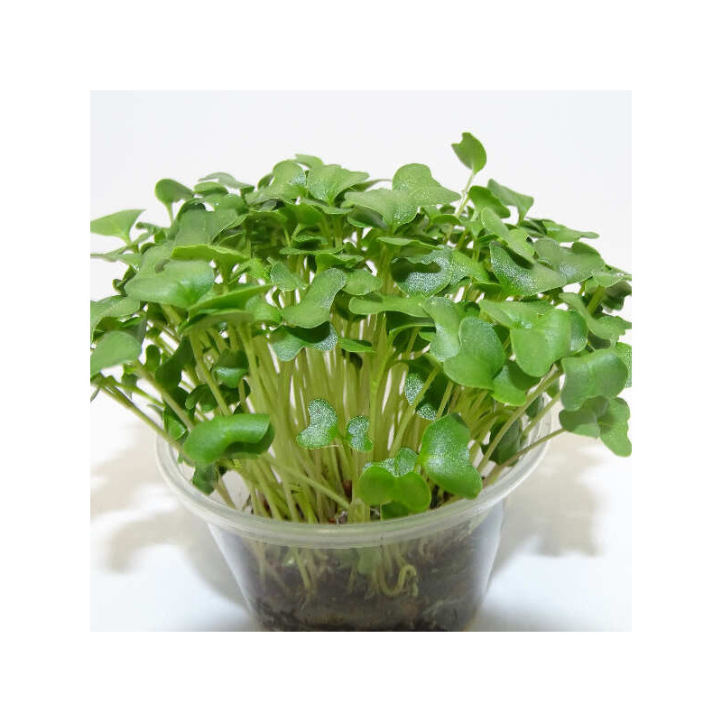 🥦 Microplanta Brócoli – Alto en Sulforafano Natural en maceta