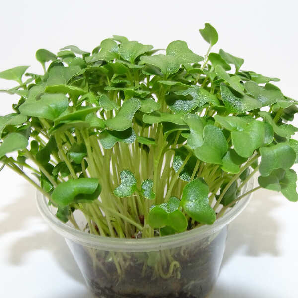 Microgreens de Brócoli en Maceta Viva | Microvegetal Rico en Nutrientes, Fresco y de Corte Directo