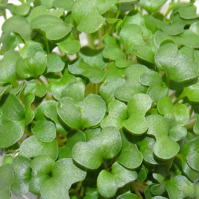 🥦 Microplanta Brócoli – Alto en Sulforafano Natural