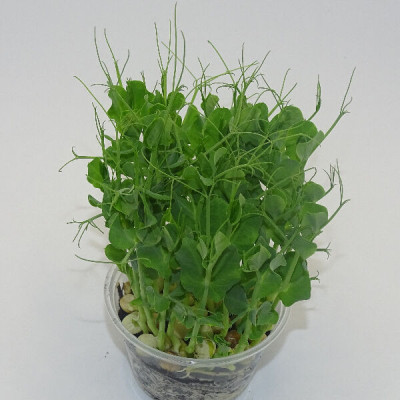 🌱 Guisante Foxy para Alta Cocina | Mikagreens en Blister