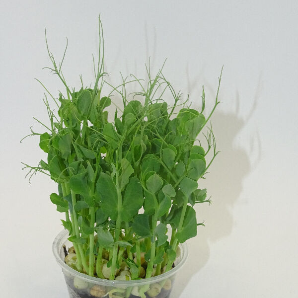 Microplanta Guisante Foxy – Dulce, Crujiente & de Cotiledón Carnoso en Maceta