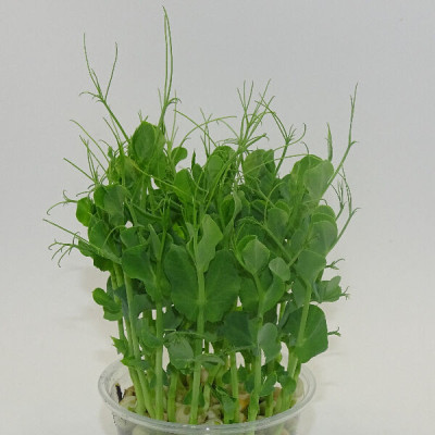 🌱 Guisante Foxy para Alta Cocina | Mikagreens en Blister