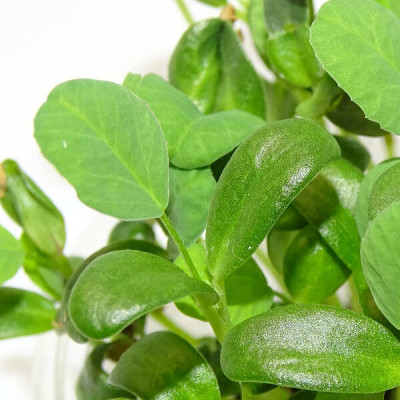 Microgreens de Fenogreco en Maceta Viva | Microvegetales Aromáticos, Intensos y de Corte Directo