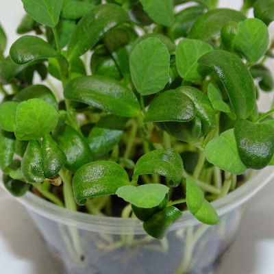 Microgreens de Fenogreco en Maceta Viva | Microvegetales Aromáticos, Intensos y de Corte Directo
