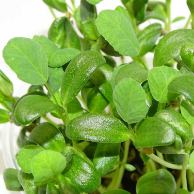 Microgreens de Fenogreco en Maceta Viva | Microvegetales Aromáticos, Intensos y de Corte Directo