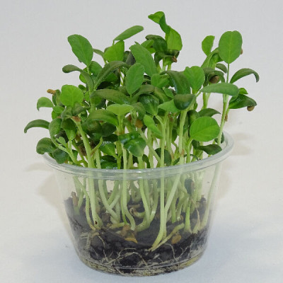 Microgreens de Fenogreco en Maceta Viva | Microvegetales Aromáticos, Intensos y de Corte Directo