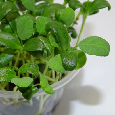 Microgreens de Fenogreco en Maceta Viva | Microvegetales Aromáticos, Intensos y de Corte Directo