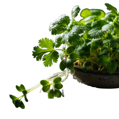 Microplanta Cilantro – Fresca, Suave & Digestiva en Maceta