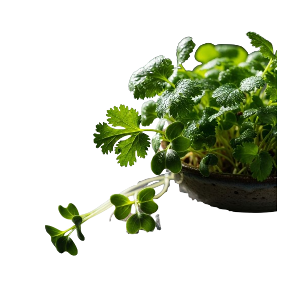 Maceta microplanta Cilantro – Fresca, Suave & Digestiva