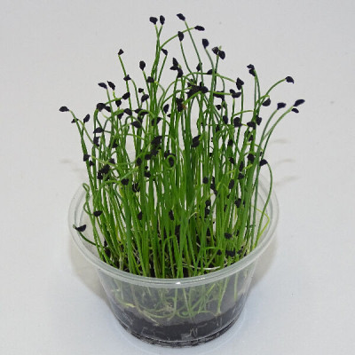 Microgreens de Puerro Chino – Brotes Frescos en Maceta Viva | Mikagreens
