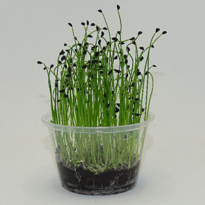 Microgreens de Puerro Chino – Brotes Frescos en Maceta Viva | Mikagreens