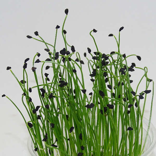 Microgreens de Puerro Chino – Blister Cortado Fresco y Listo para Usar | Mikagreens