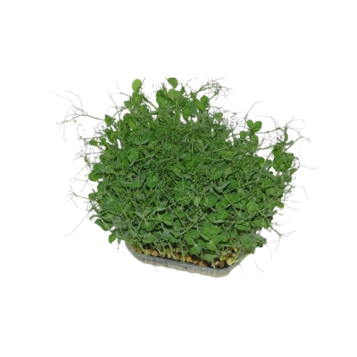 🌱 Guisante Foxy para Alta Cocina | Mikagreens en Blister