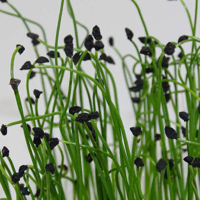 Microgreens de Puerro Chino – Blister Cortado Fresco y Listo para Usar | Mikagreens