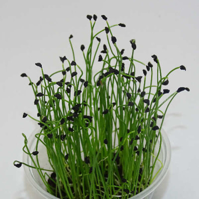 Microgreens de Puerro Chino – Blister Cortado Fresco y Listo para Usar | Mikagreens