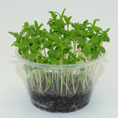 Microgreens Shungiku (Crisantemo Comestible) en Maceta Viva | Microvegetales Asiáticos Frescos y Aromáticos
