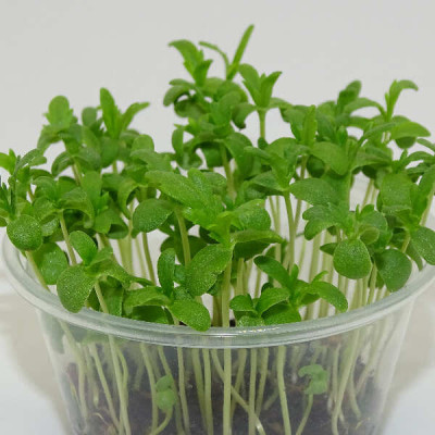 Microgreens Shungiku (Crisantemo Comestible) en Maceta Viva | Microvegetales Asiáticos Frescos y Aromáticos