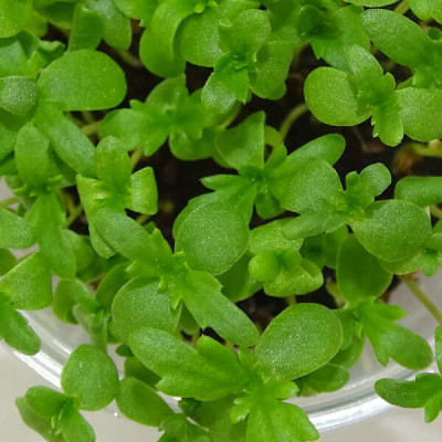 Microgreens Shungiku (Crisantemo Comestible) en Maceta Viva | Microvegetales Asiáticos Frescos y Aromáticos