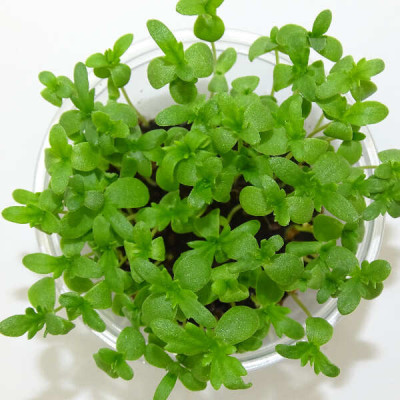 Microgreens de Shungiku (Crisantemo Comestible) en Blíster Cortado | Microvegetales Asiáticos Frescos y Listos para Consumir