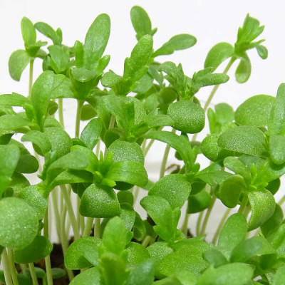 Microgreens de Shungiku (Crisantemo Comestible) en Blíster Cortado | Microvegetales Asiáticos Frescos y Listos para Consumir