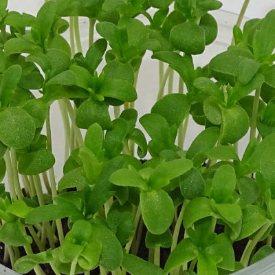 Microgreens de Shungiku (Crisantemo Comestible) en Blíster Cortado | Microvegetales Asiáticos Frescos y Listos para Consumir